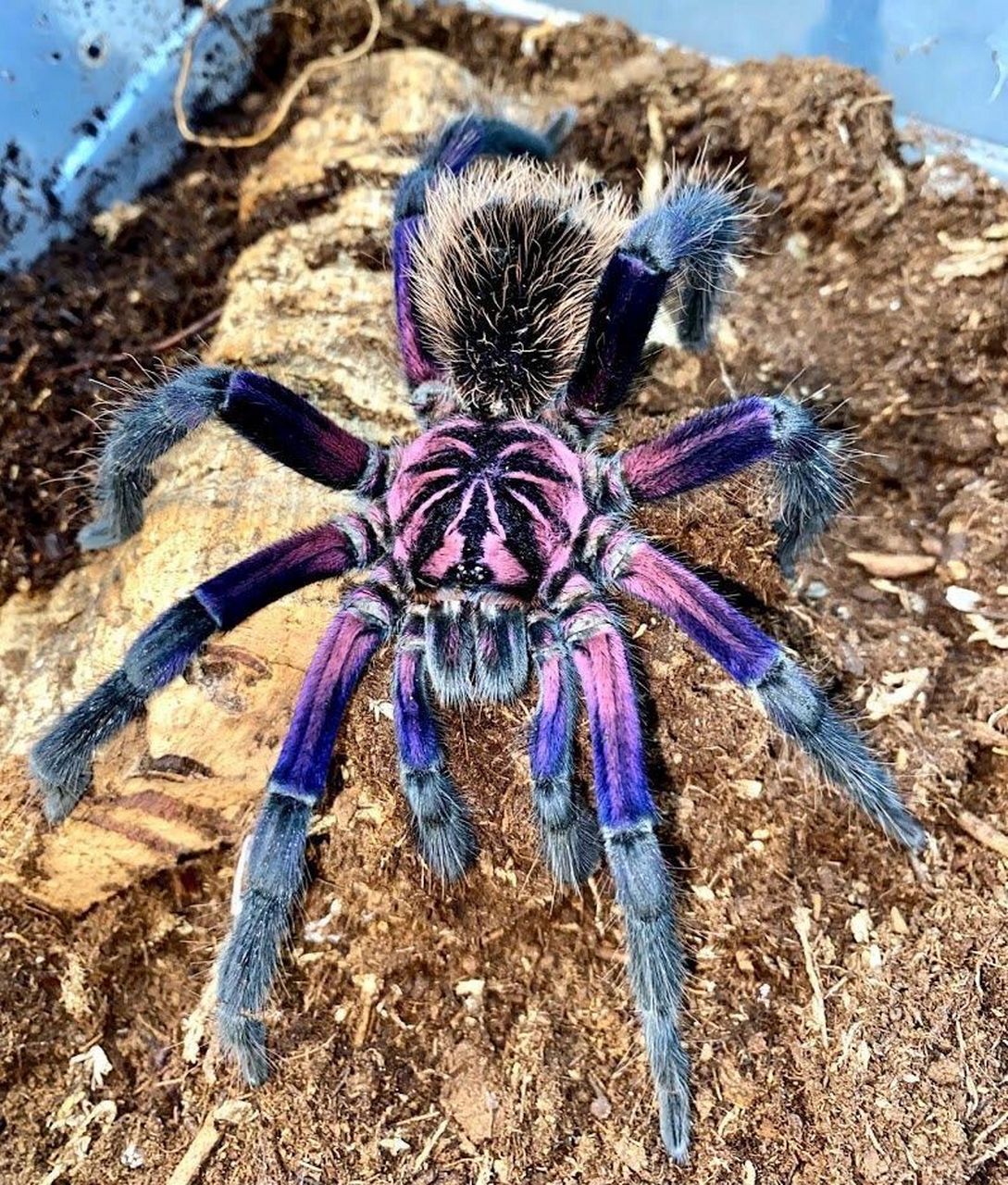 亚马逊镭射 9915photo by michigan arachnid breeders9015