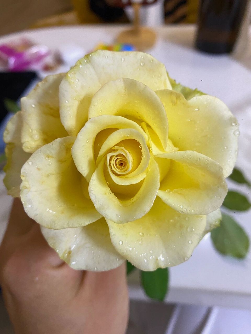 为什么全网没有人推"尼古拉"月季 当初在买的时候也没在搜到花样,盲买