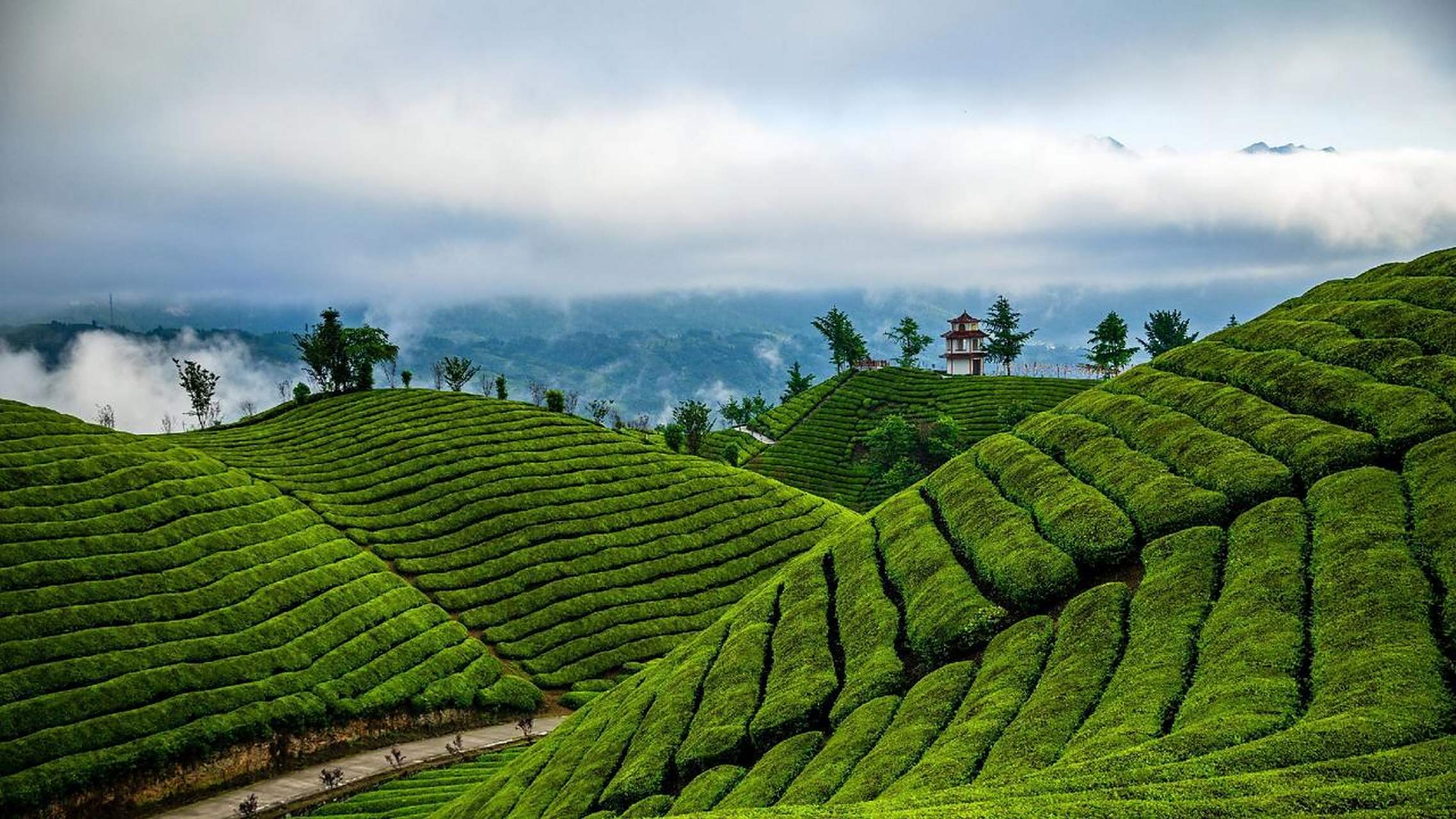木耳山唯美壁纸来啦!夏天就是要去茶园呀!