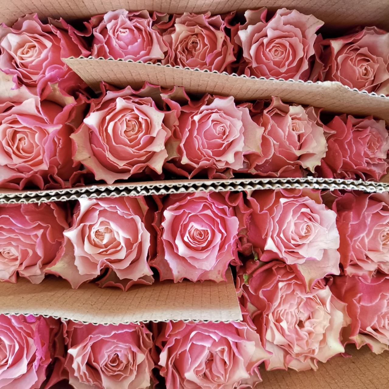 玫瑰-伯利兹 进口玫瑰伯利兹,也太美了吧95 我小时候妈妈总会买花