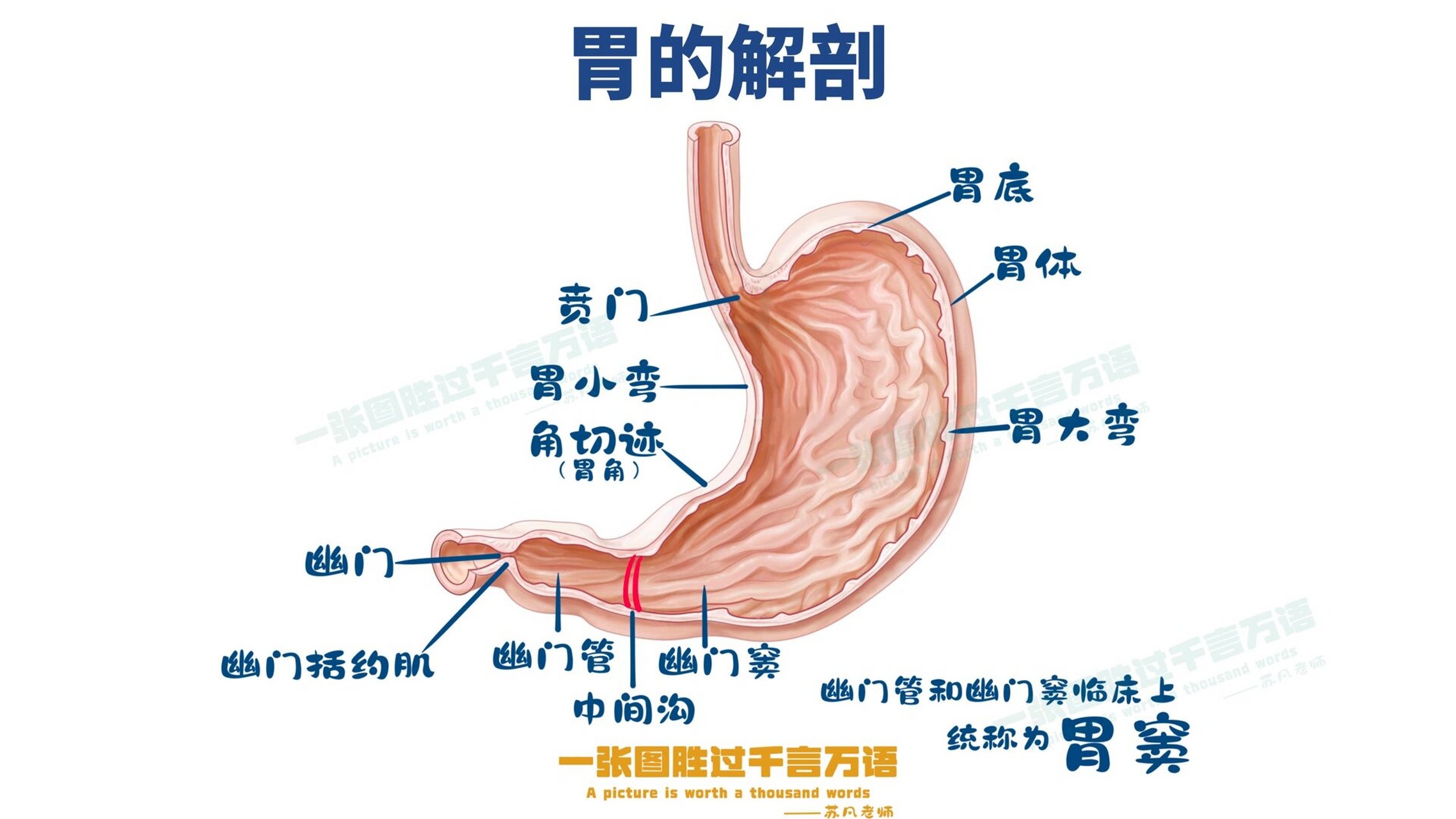 胃解剖位置描述图片