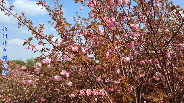 扬州甘泉樱花园,这里的晚樱开得正盛