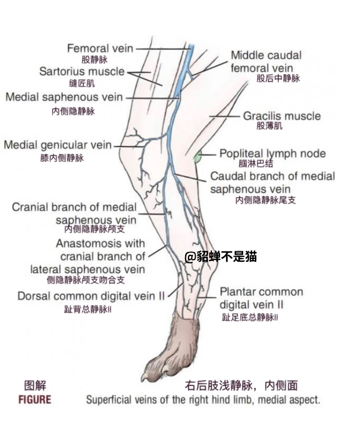 比如前臂头静脉比较适合静脉滴注,如果预判该宠物需要静脉滴注治疗