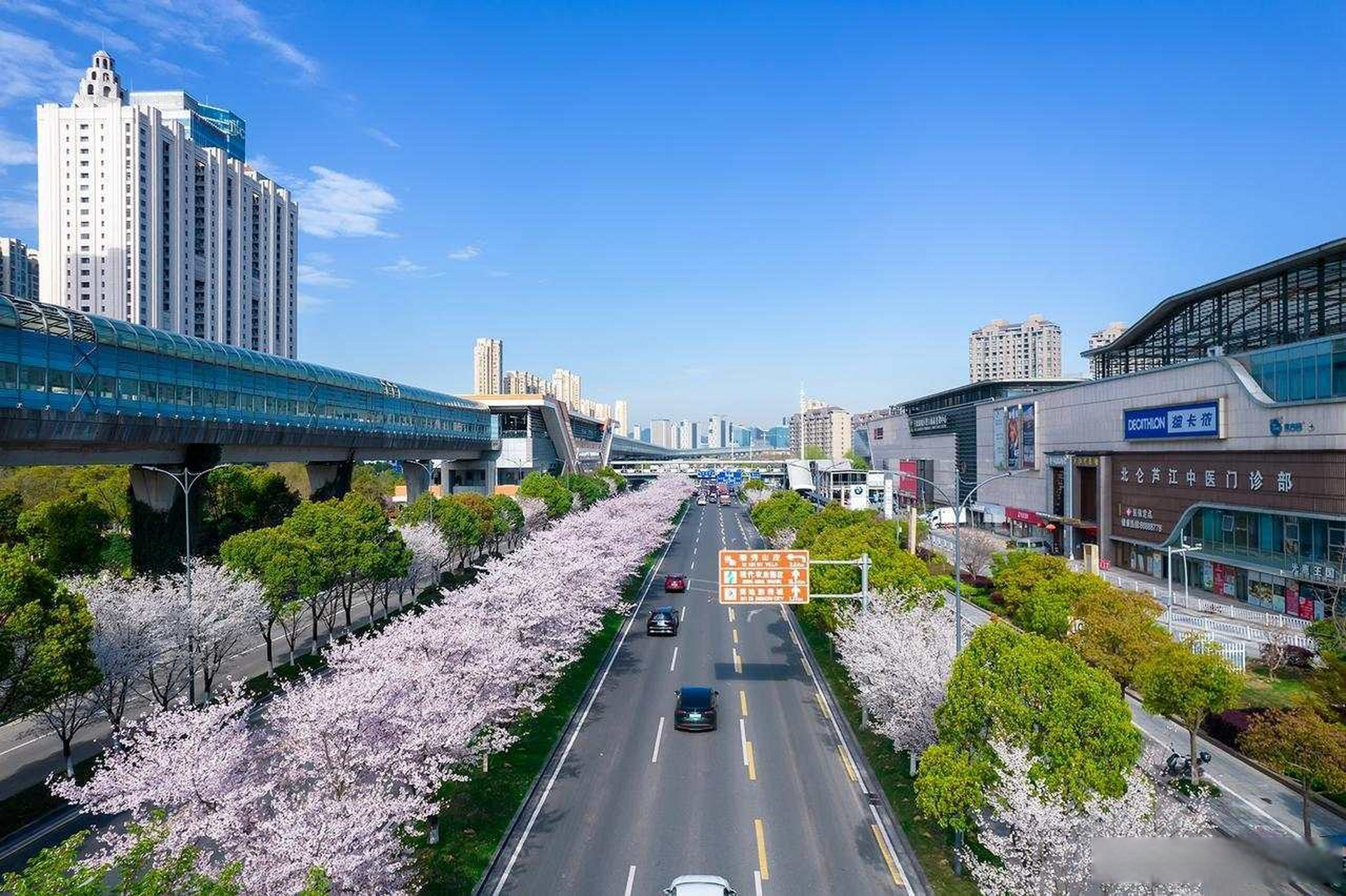 北仑樱花大道图片图片