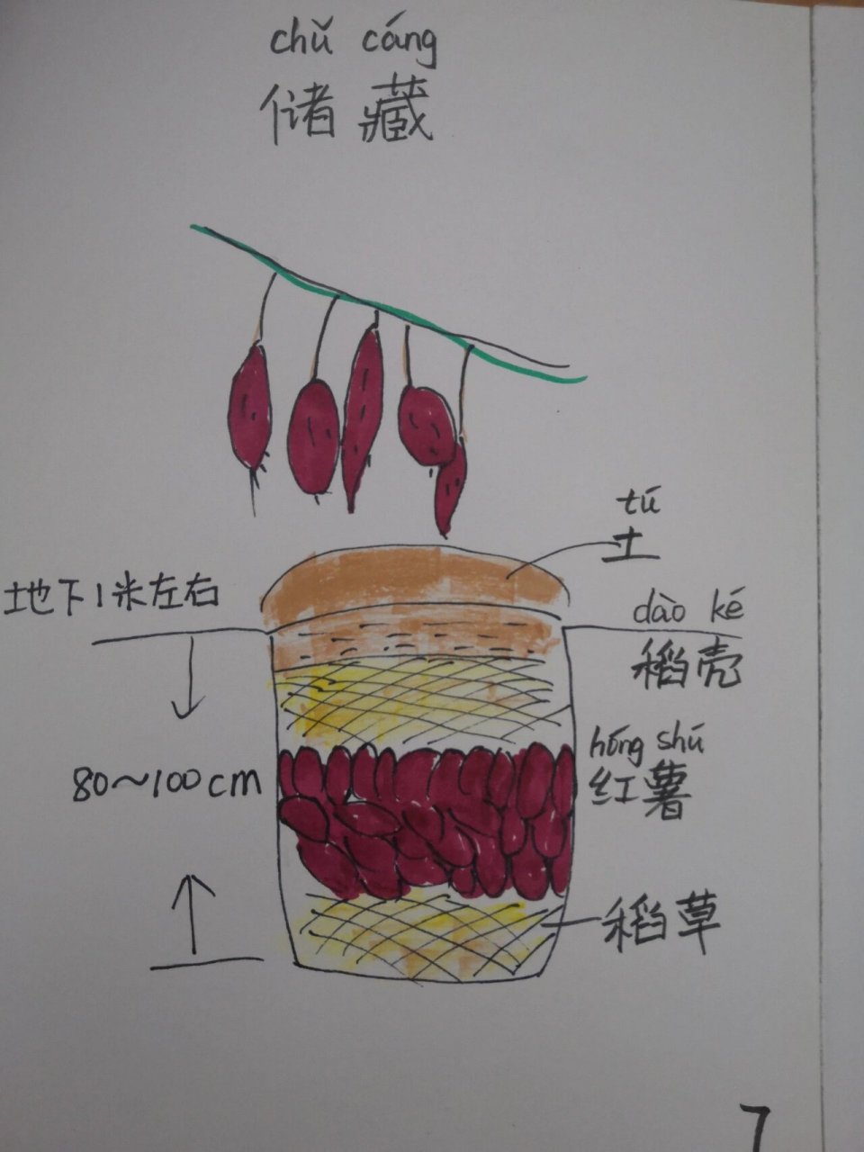 地瓜简笔画 手抄报图片