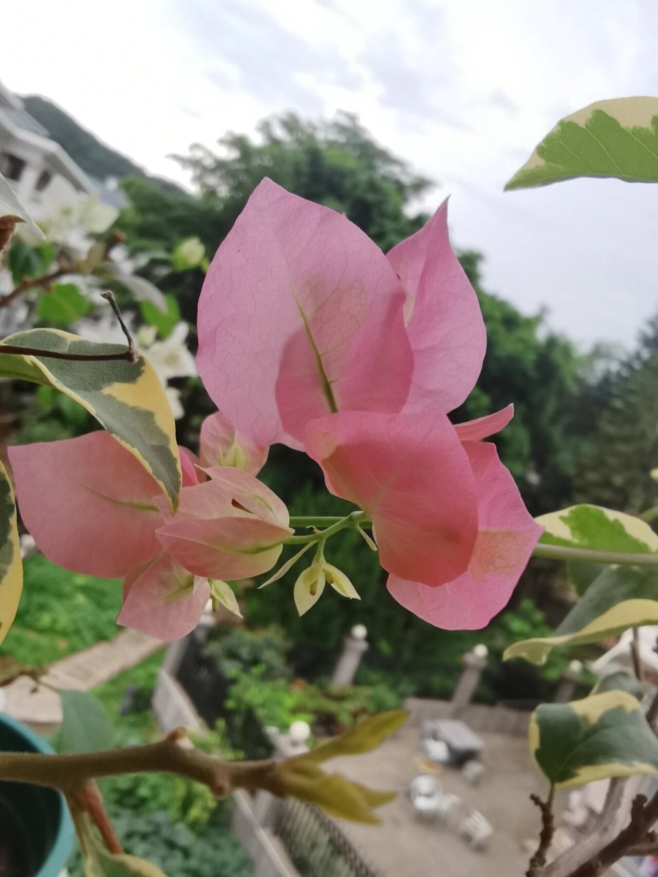 蜡染粉是颜色最好看的三角梅!