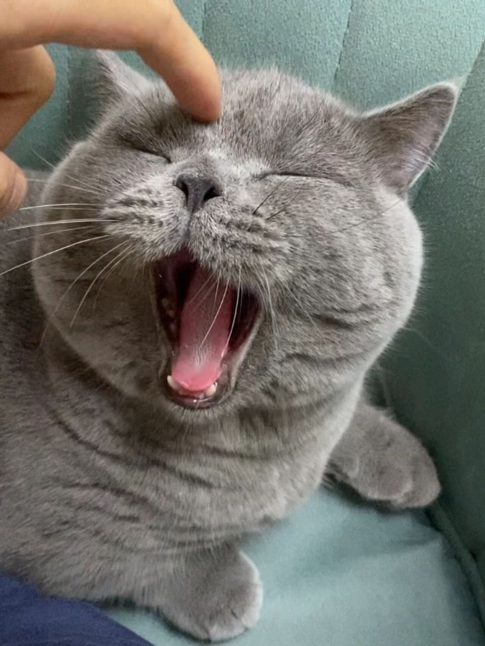 是古灵精怪的咕咕猪95养只蠢萌蠢萌的蓝猫吧 (图片若自用请自取,若