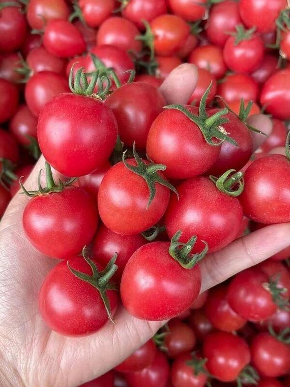 千禧果和圣女果的区别,再买错就真是大冤种 你知道千禧果与圣女果的