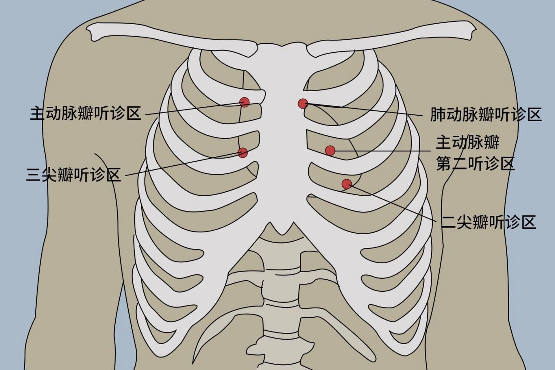 肺部听诊顺序示意图图片