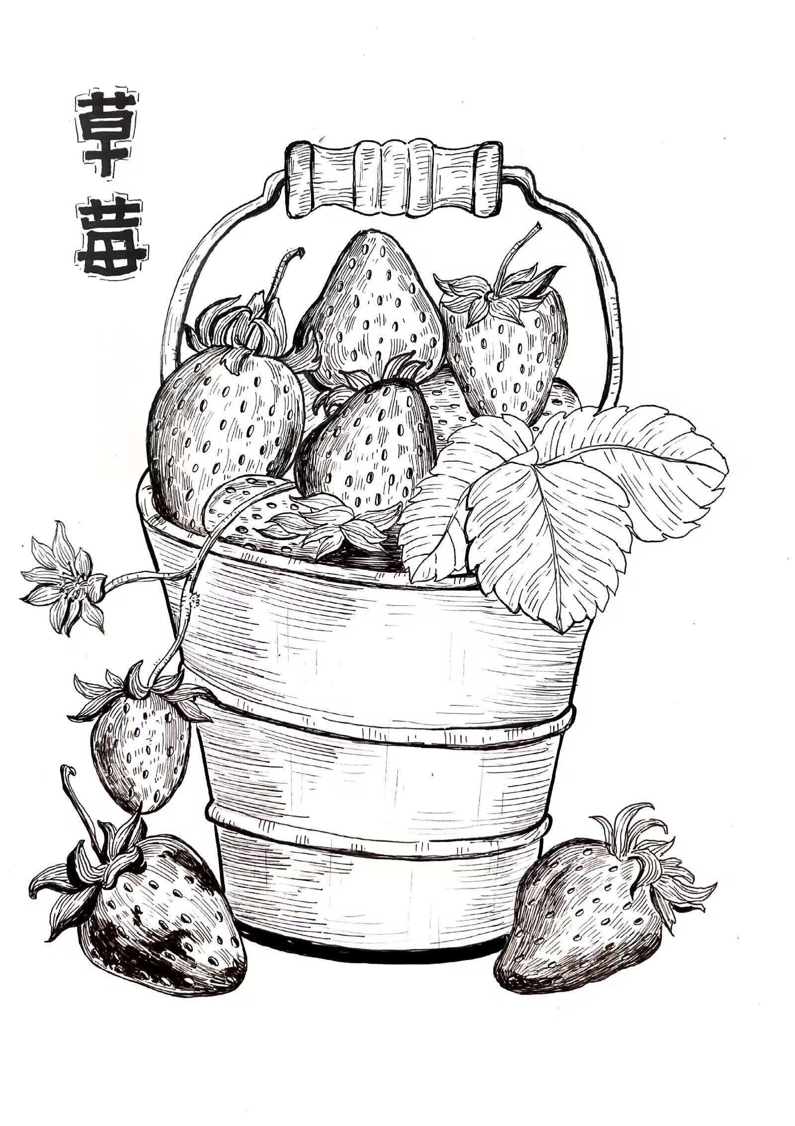 果蔬线描合集