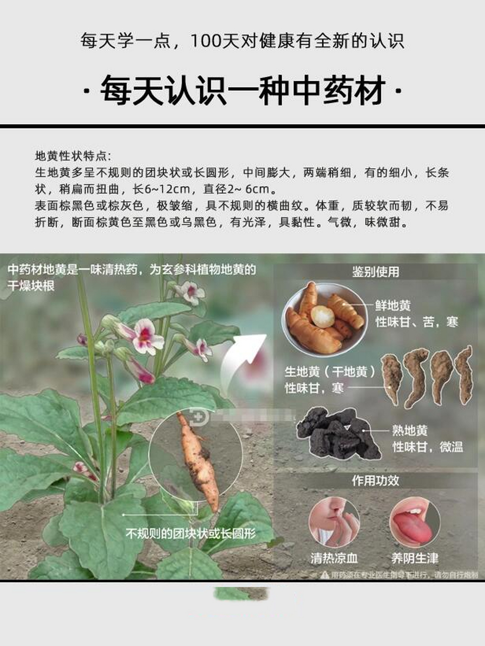 二,作用: 清热凉血,养阴生津 三,使用方法: 地黄一般使用地黄饮片,煎
