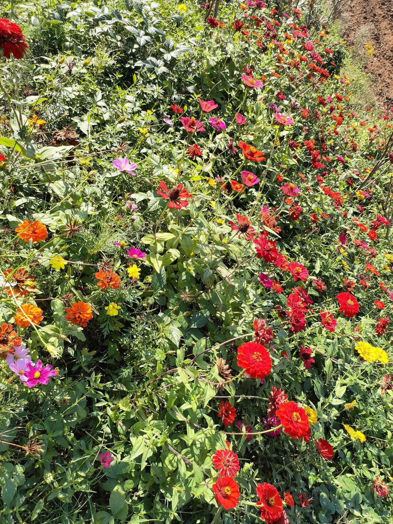 株洲三门响水村百花园图片