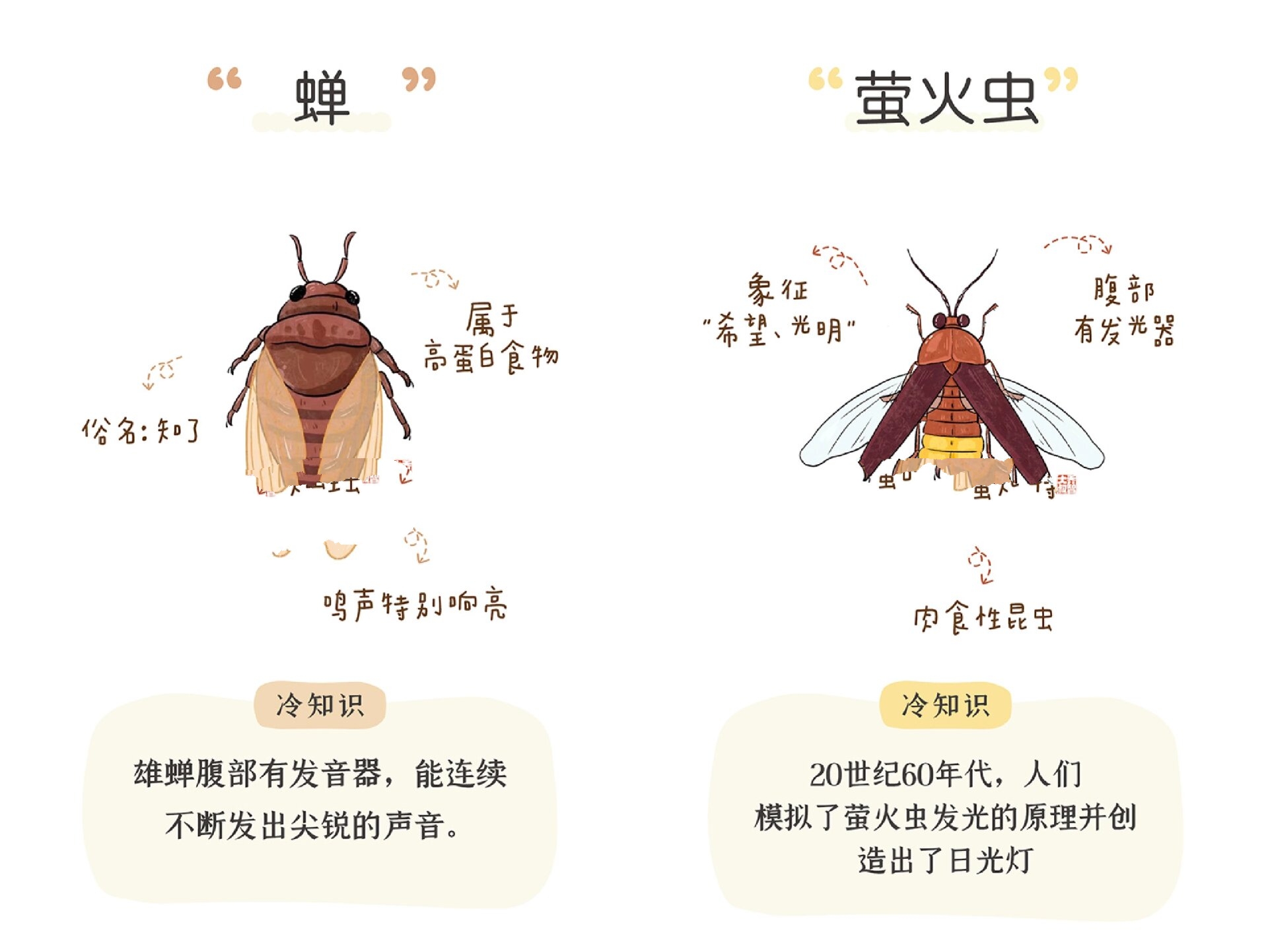 一天一个小百科—常见昆虫图鉴(一