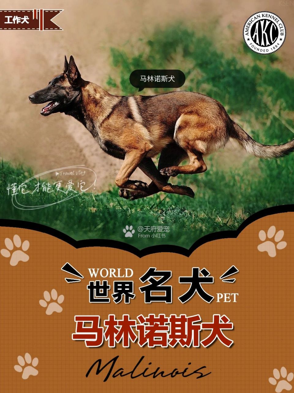 马犬介绍图片