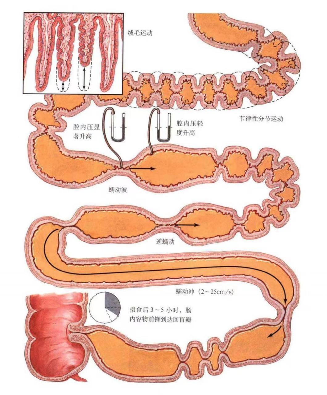 小肠蠕动图片