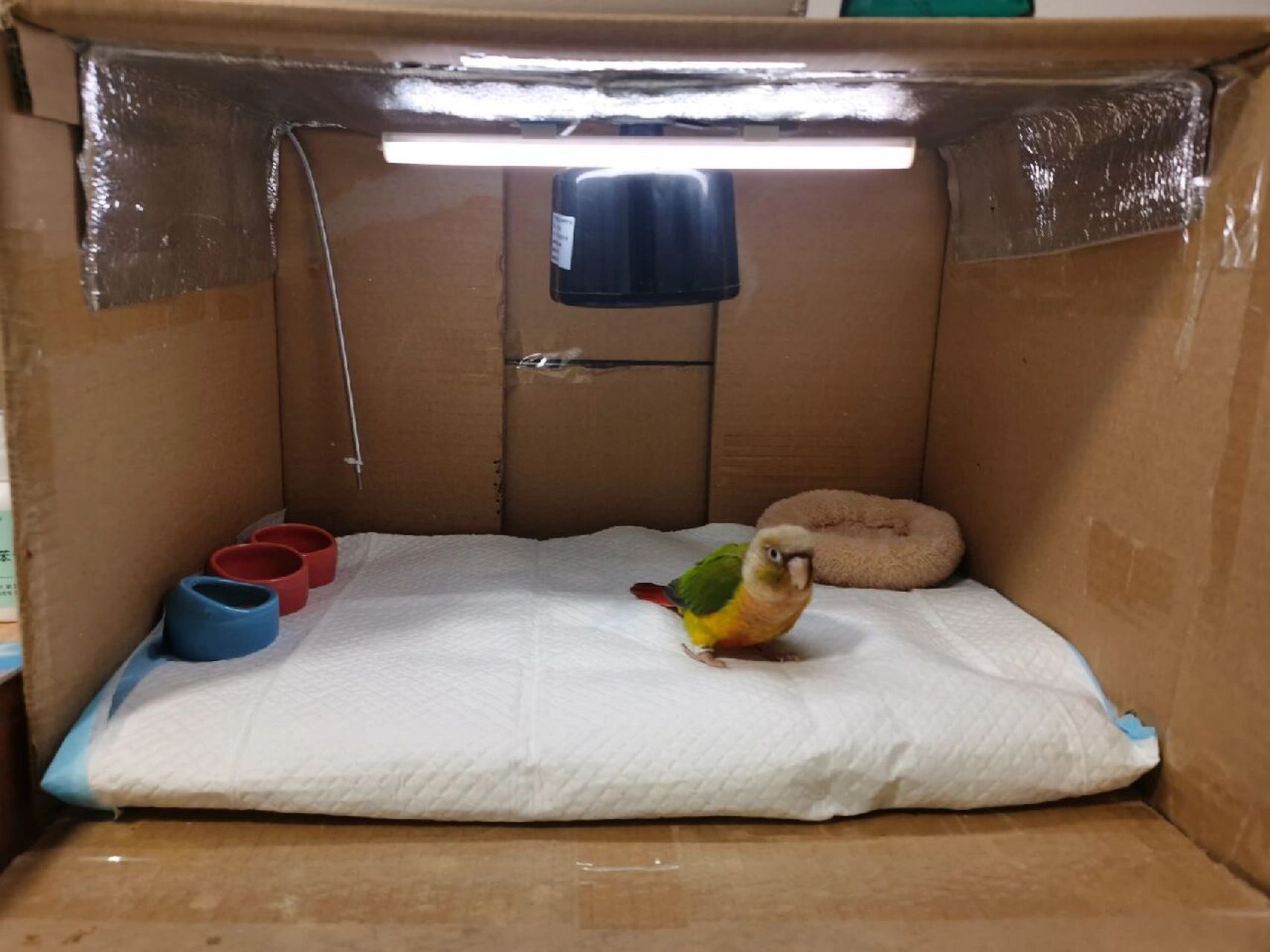 低成本雏鸟保温箱diy 跟风写一个保温箱diy教程,我这个采用的是风暖的