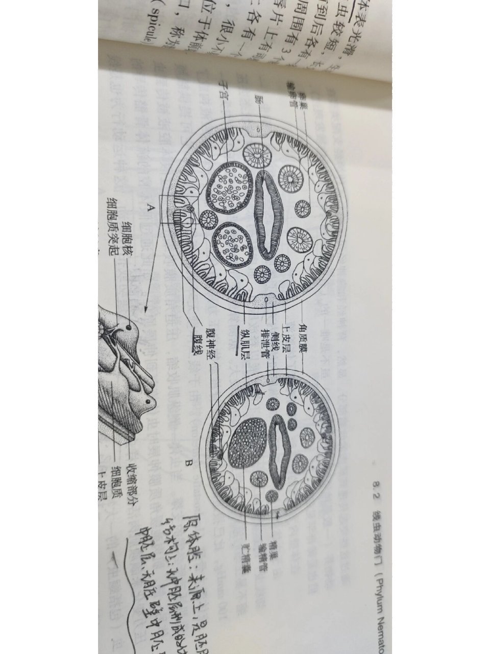 蛔虫横切和蚯蚓横切 累死孩子了