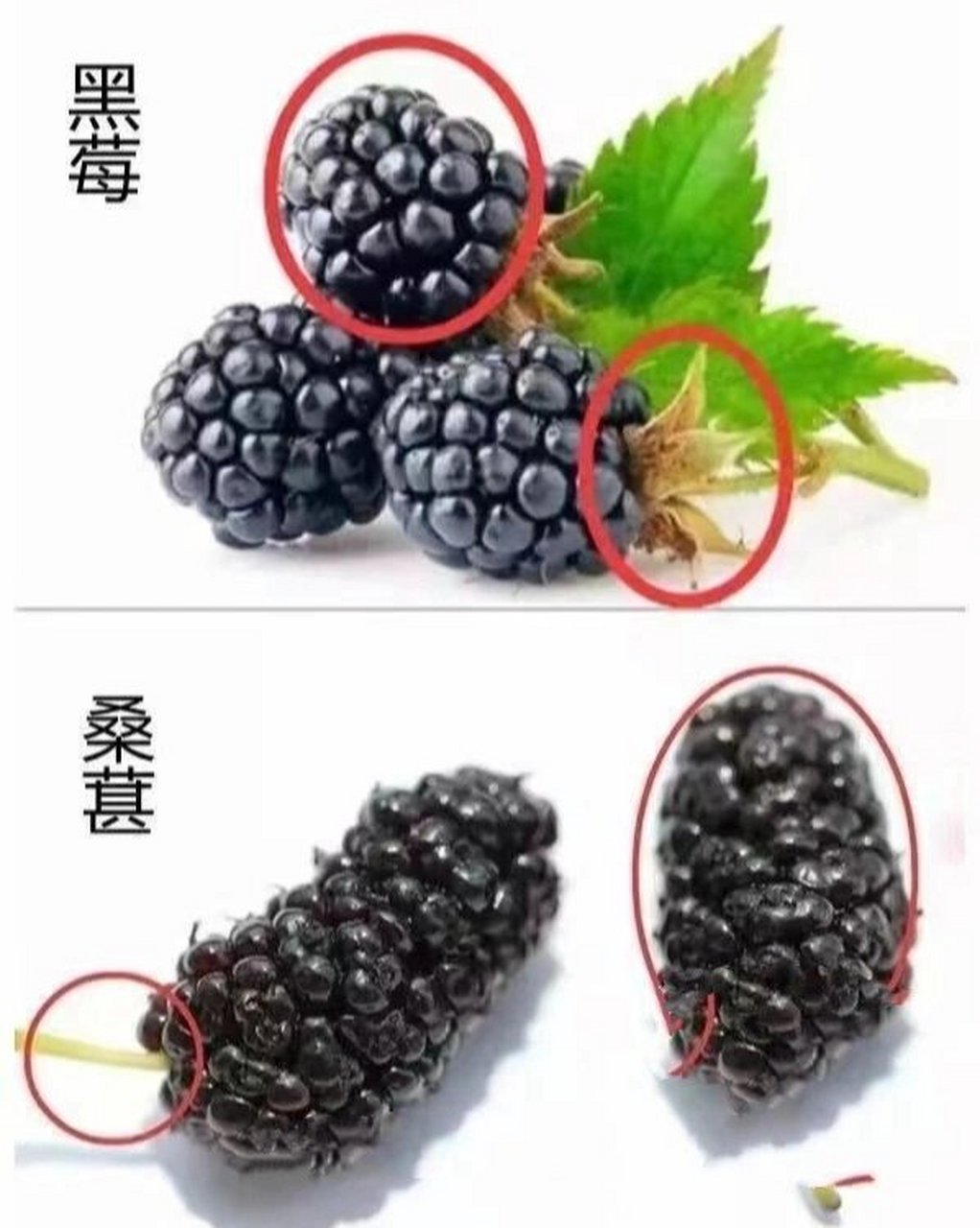 营养价值是不是差不多?