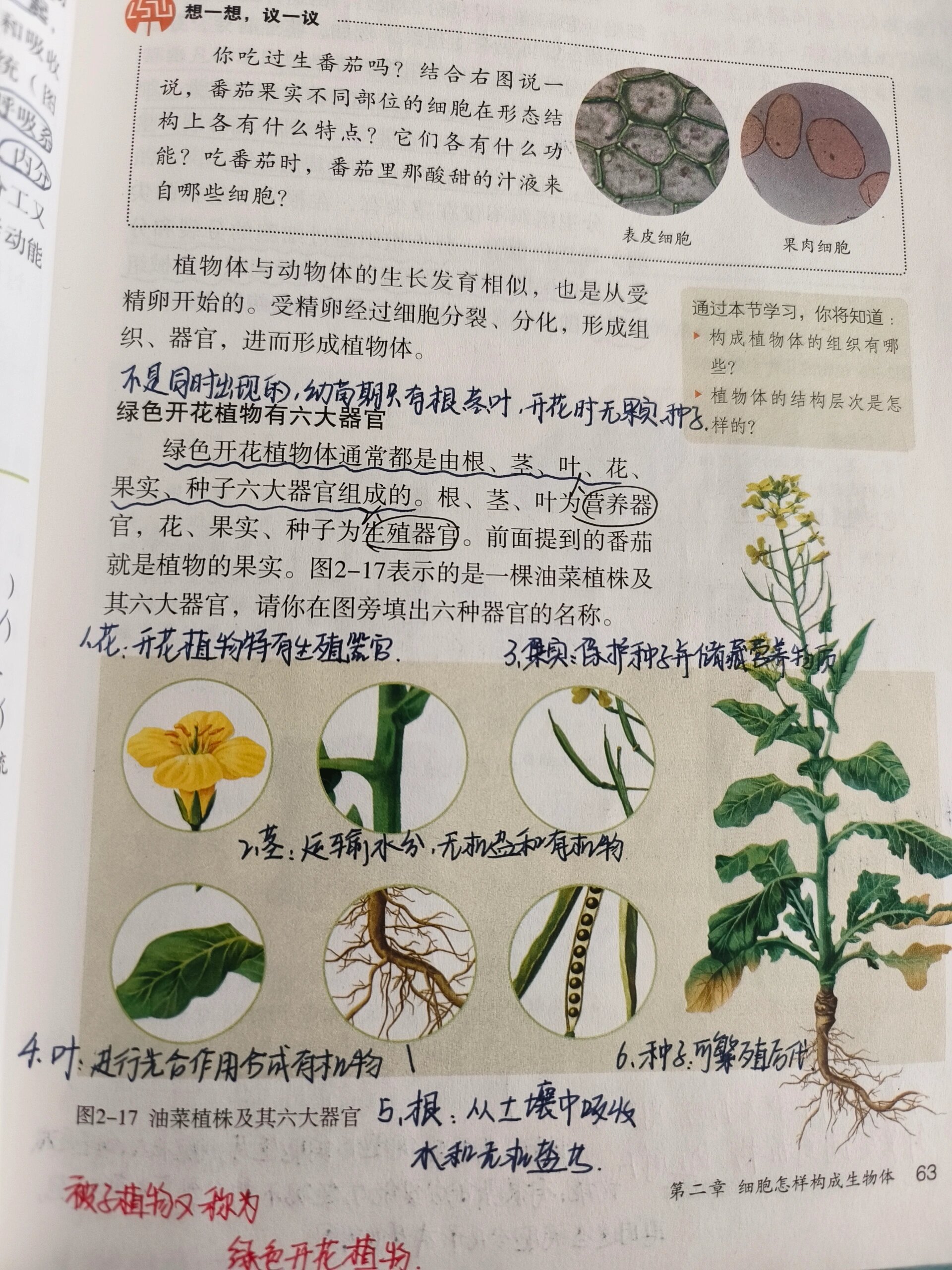 植物体结构层次    植物体结构层次