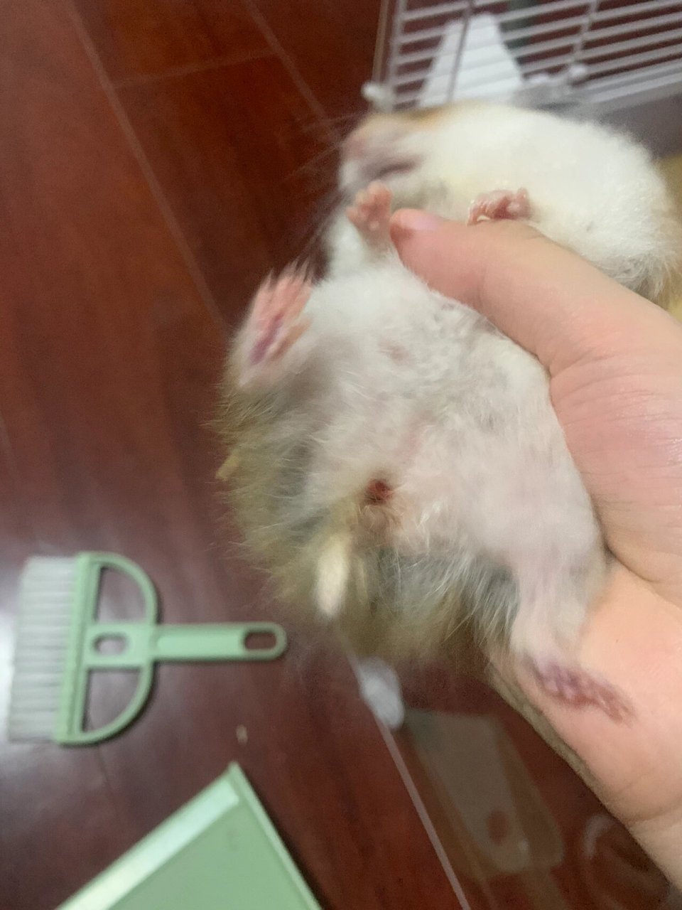 金丝熊子宫蓄脓 5.