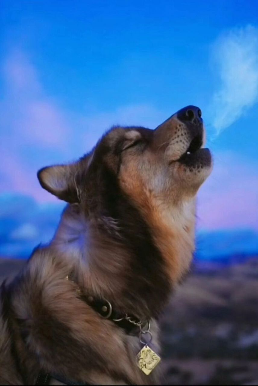 这蓝湾牧羊犬也太帅了吧!