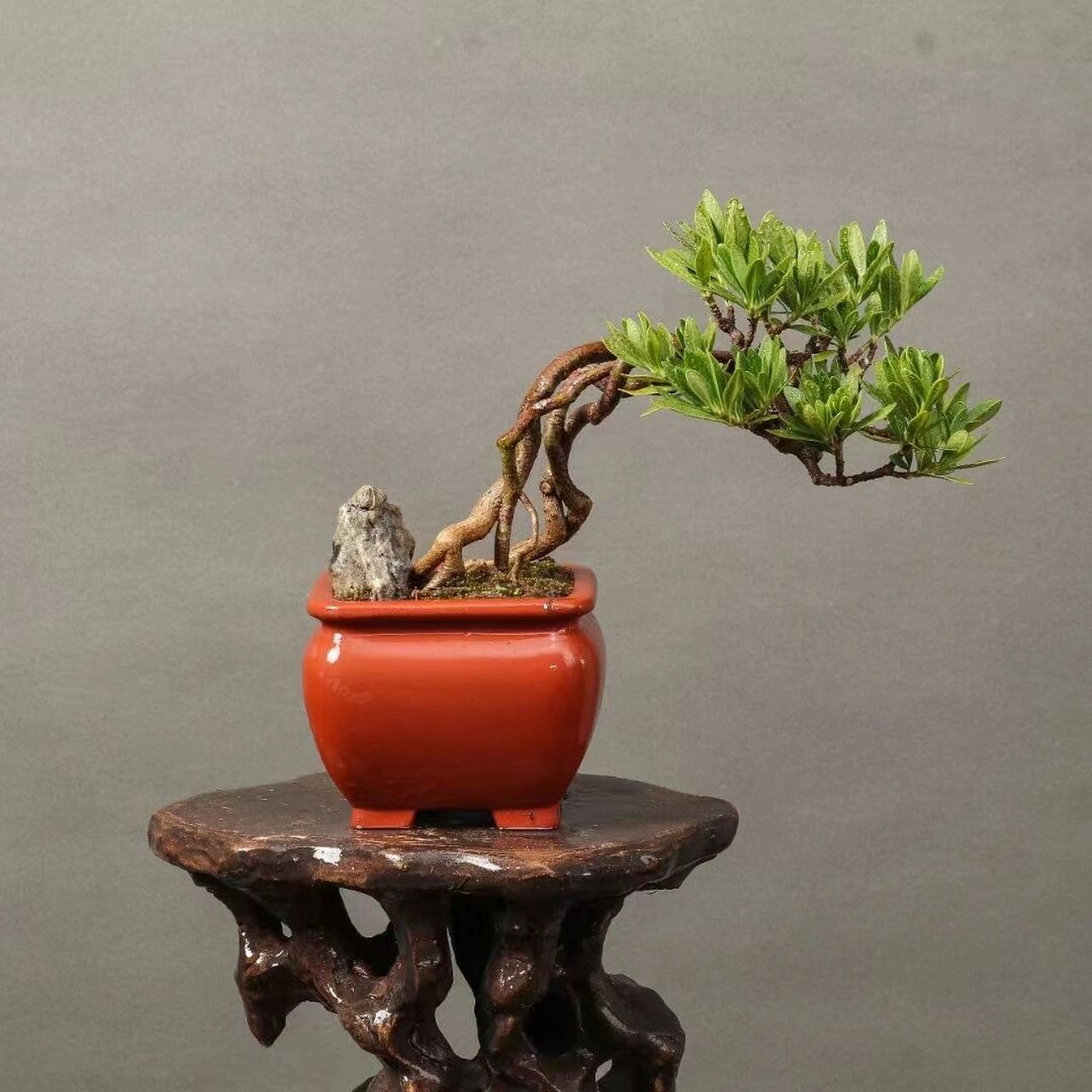 日本进口清誉栀子花,开白色花,洁白无瑕, 日本进口清誉栀子花,开白色