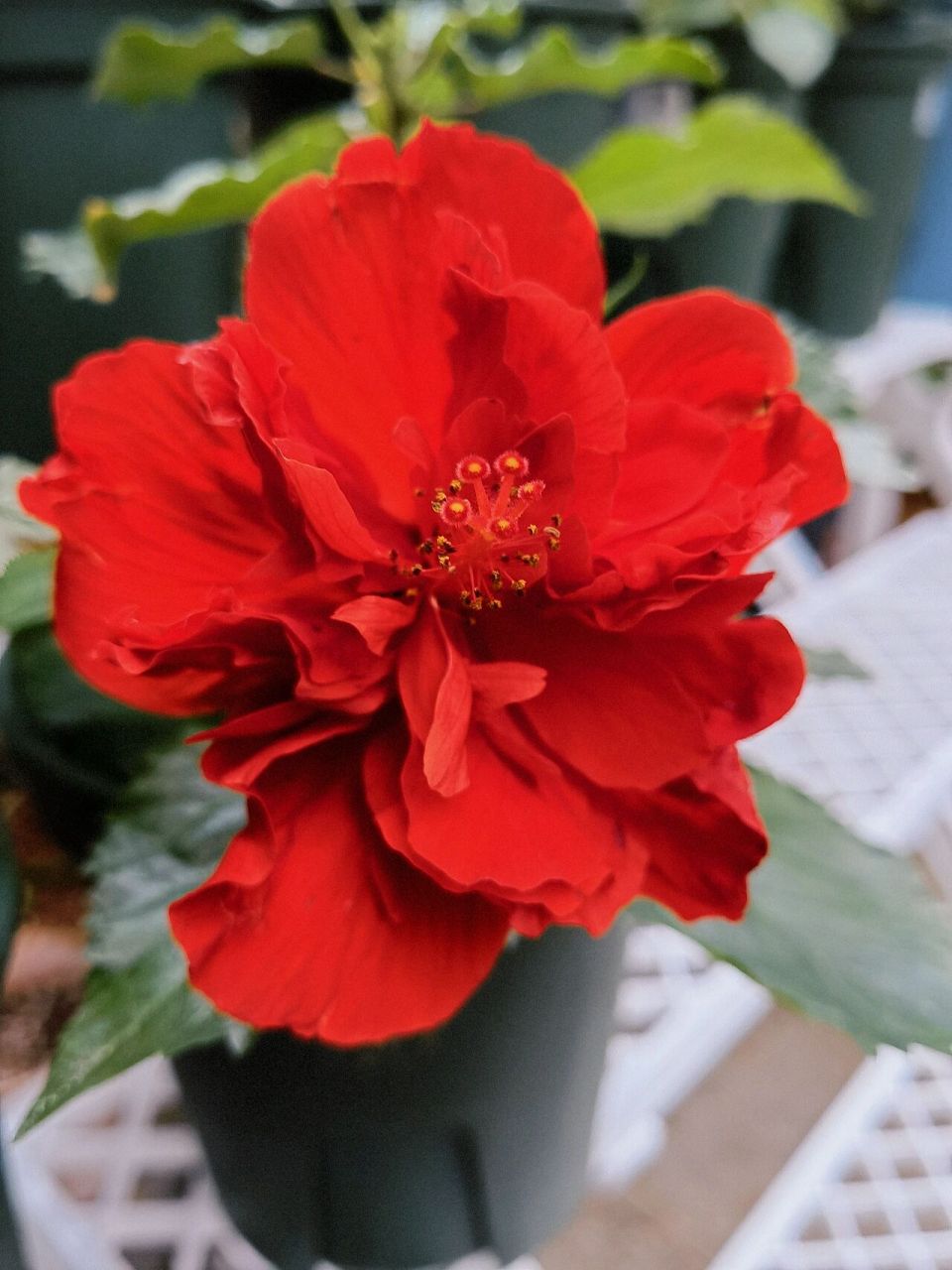 丹麦木槿红色重瓣开出的第一朵花——正红  丹麦木槿第一次养,美得太