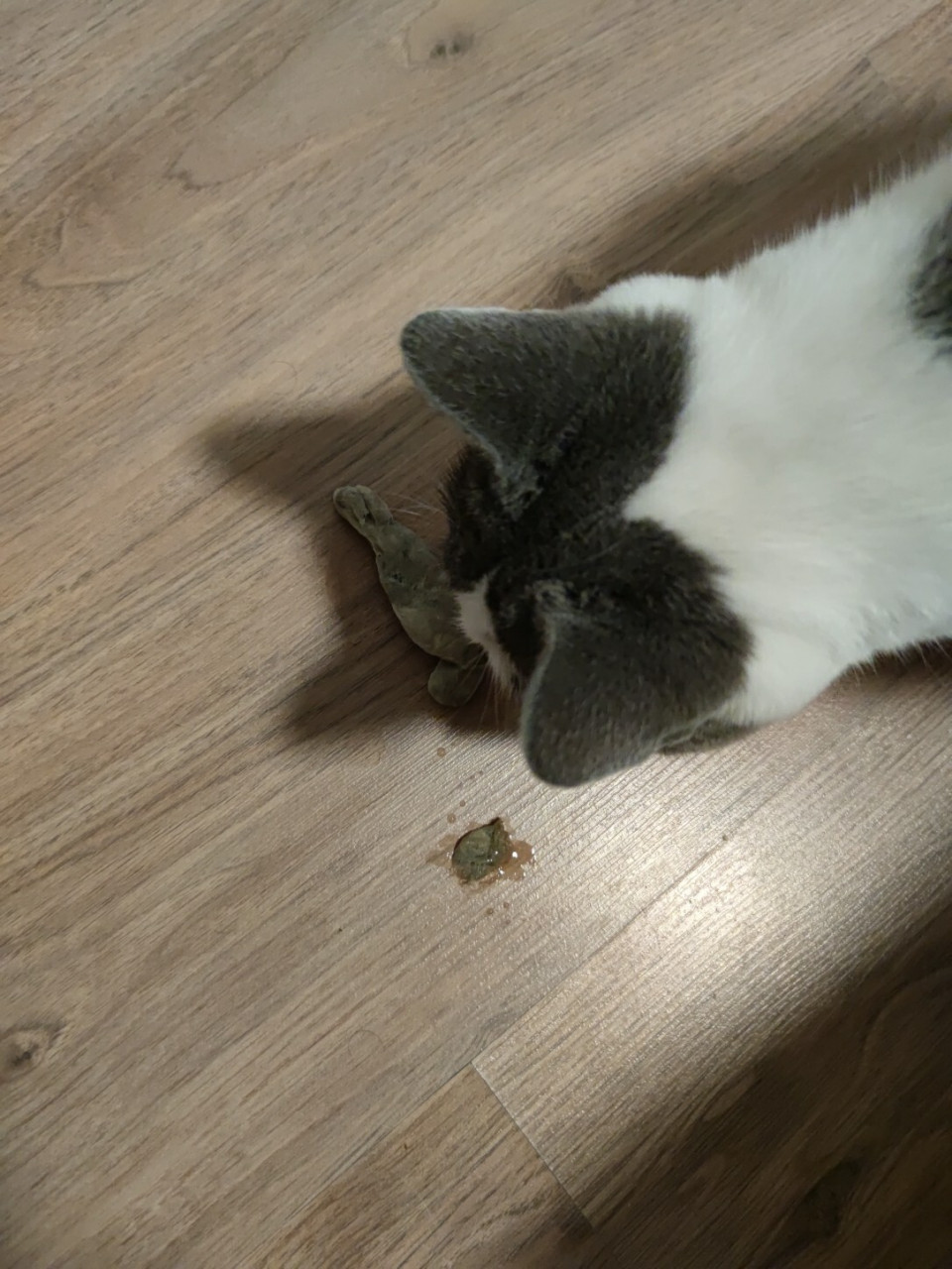 猫咪吐毛球是不是正常的 纪念咋滴的猫生吐出的第二次毛球.