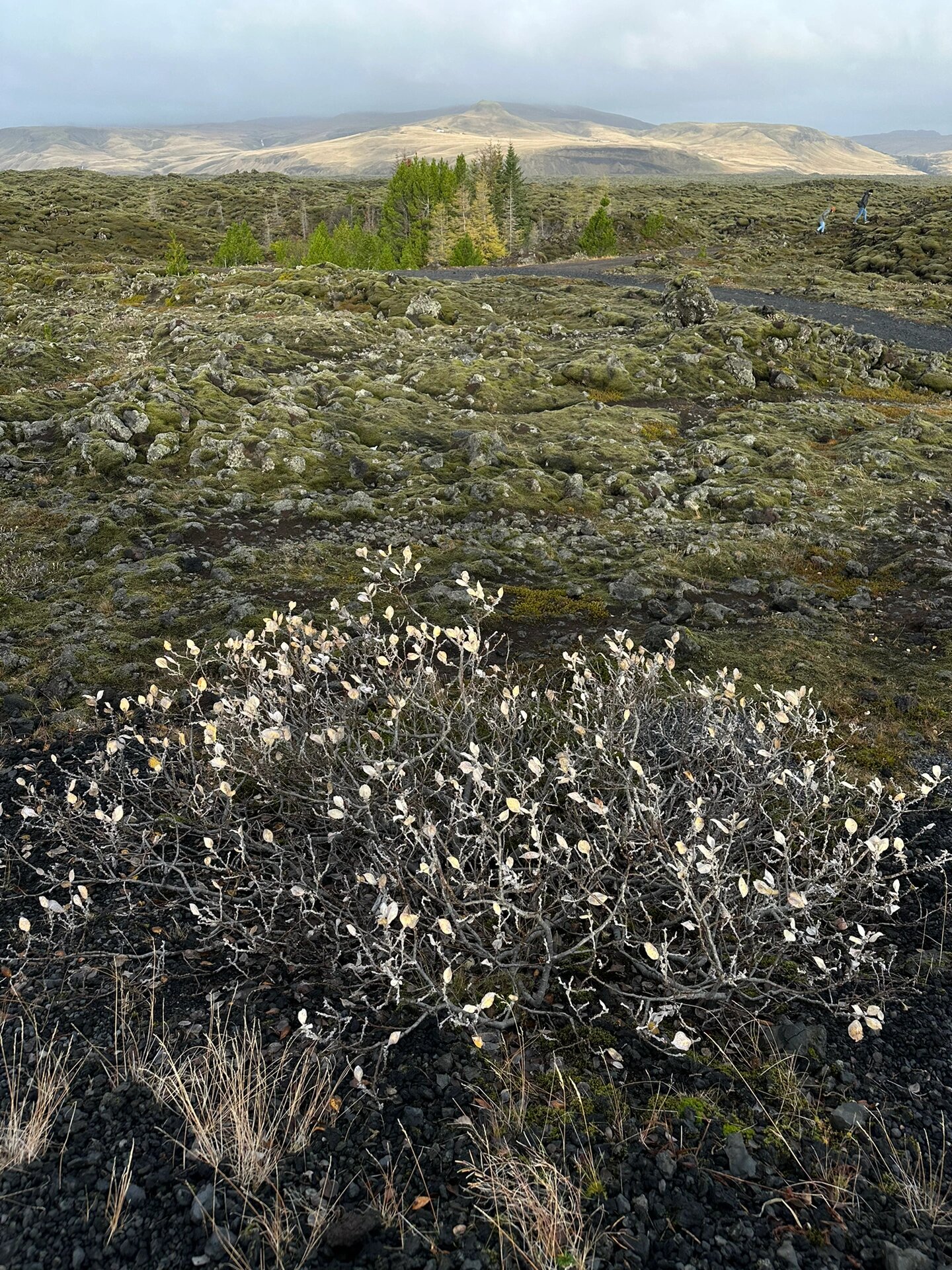 冰岛绿苔藓地貌,是我喜欢的绿色