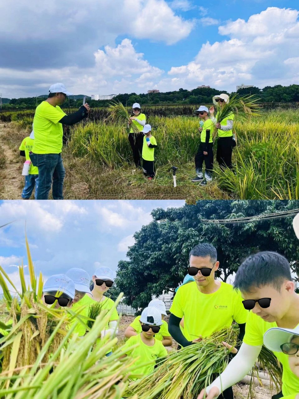 深圳光明农家乐一日游|活动团建方案推荐 90双晖稻田农场是以科普