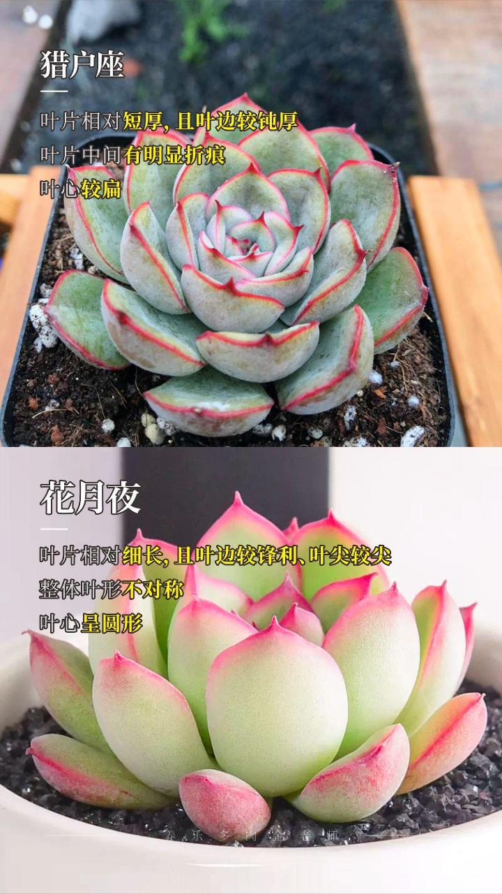 怎么区分多肉花月夜,荷花,晨露,雨燕座,月光女神?