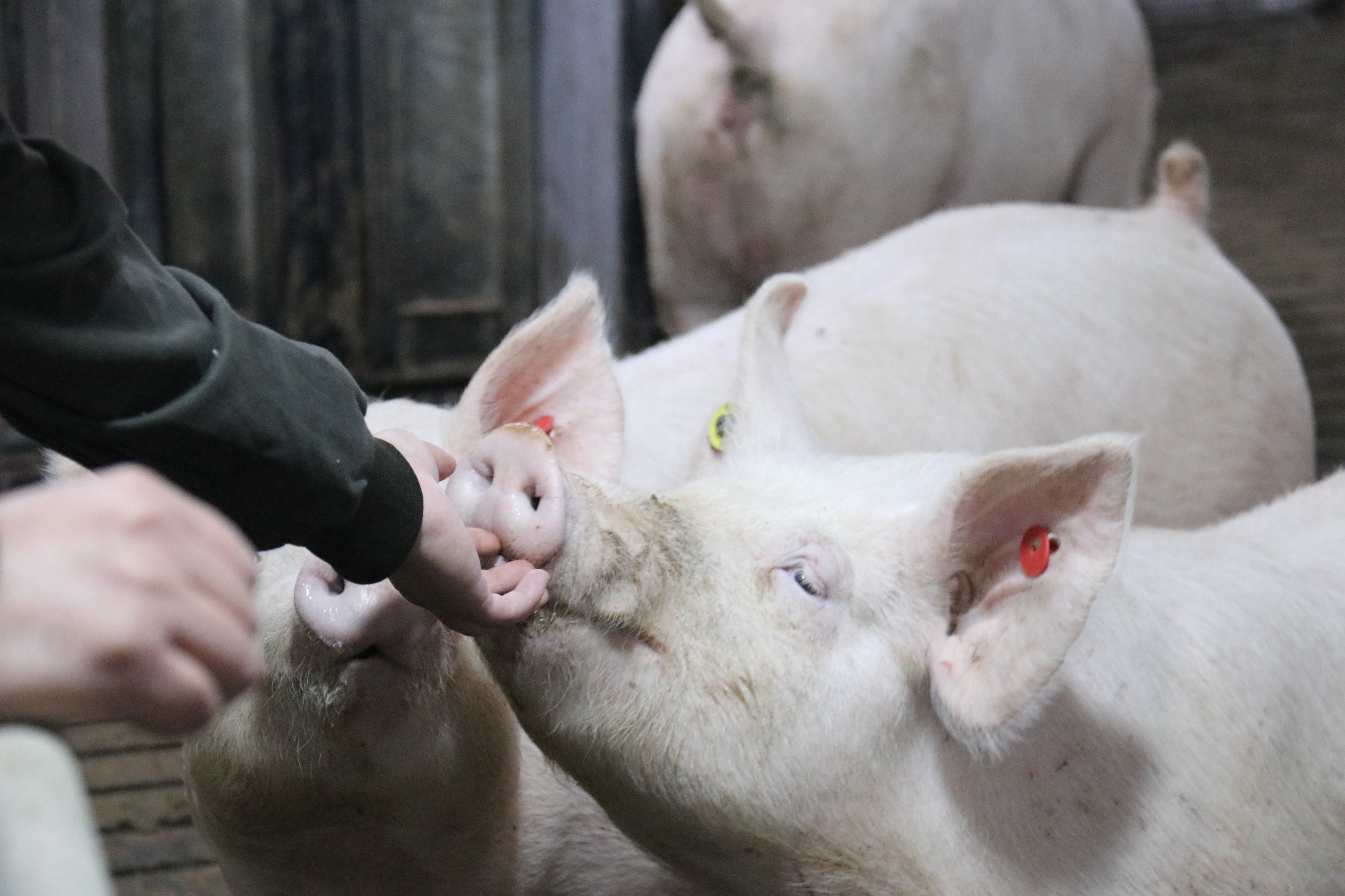 中文字幕人妻乱伦事件引发全网热议，三起类似案件接连曝光，伦理道德底线被彻底践踏，警方介入调查真相究竟如何