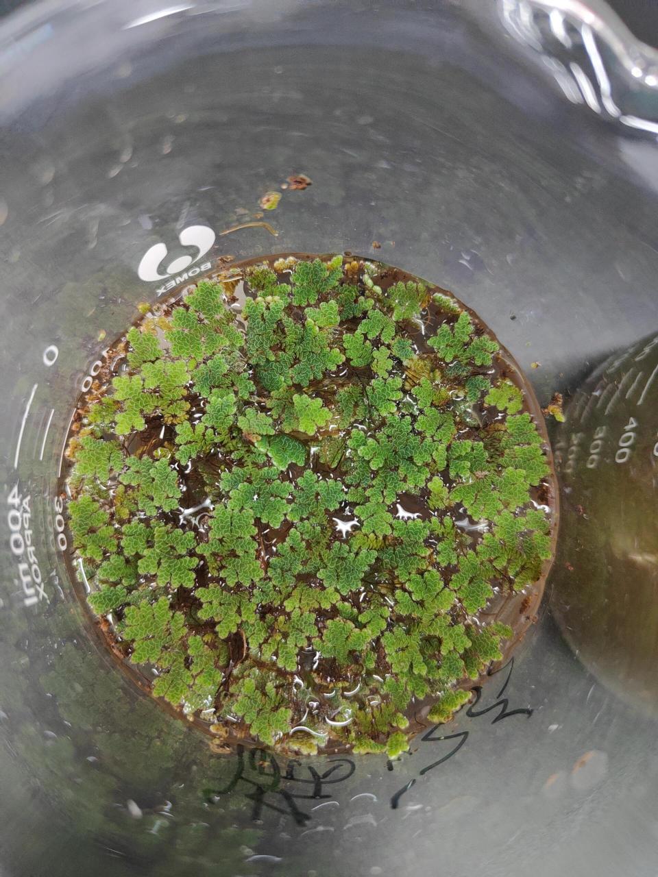 10.31 鱼腥藻(与满江红共生)  最后一个图片为蕨类植物满江红