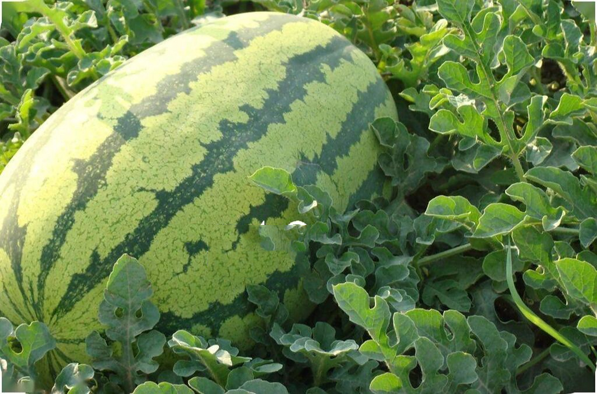 宁夏富硒西瓜 宁夏硒砂瓜因富含硒,锌等多种微量元素和维生素,被誉为"