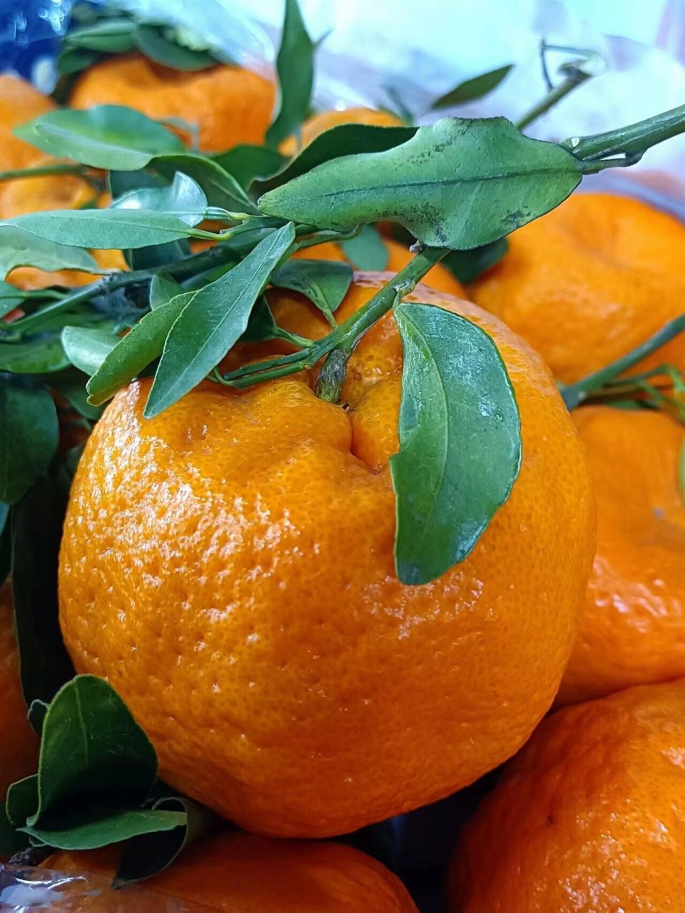 鲜甜爆汁云南晚芦柑 鲜甜爆汁云南晚芦柑!