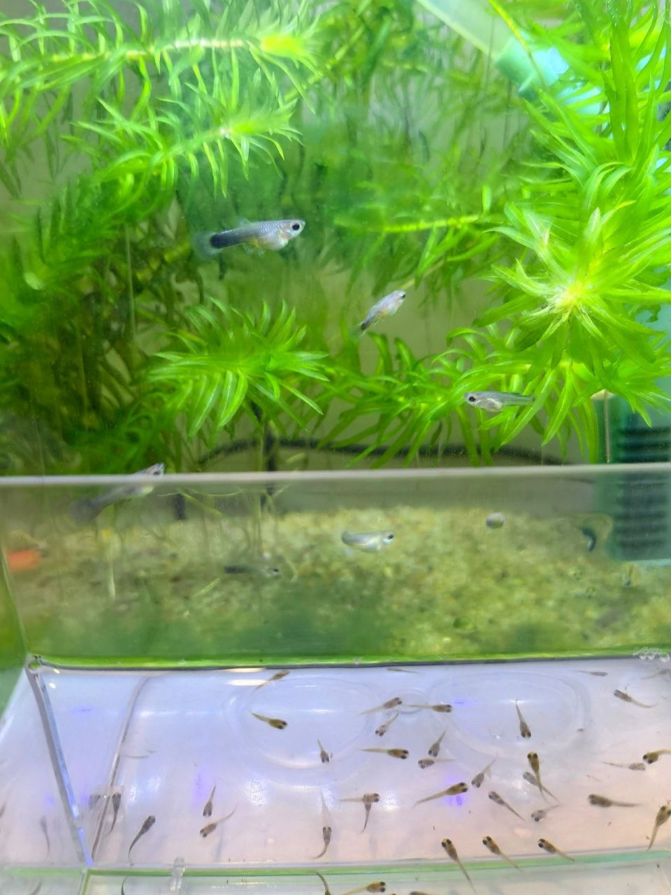 刚出生孔雀鱼宝宝和一个月小鱼 对比了今天刚出生的鱼崽才感觉上个月