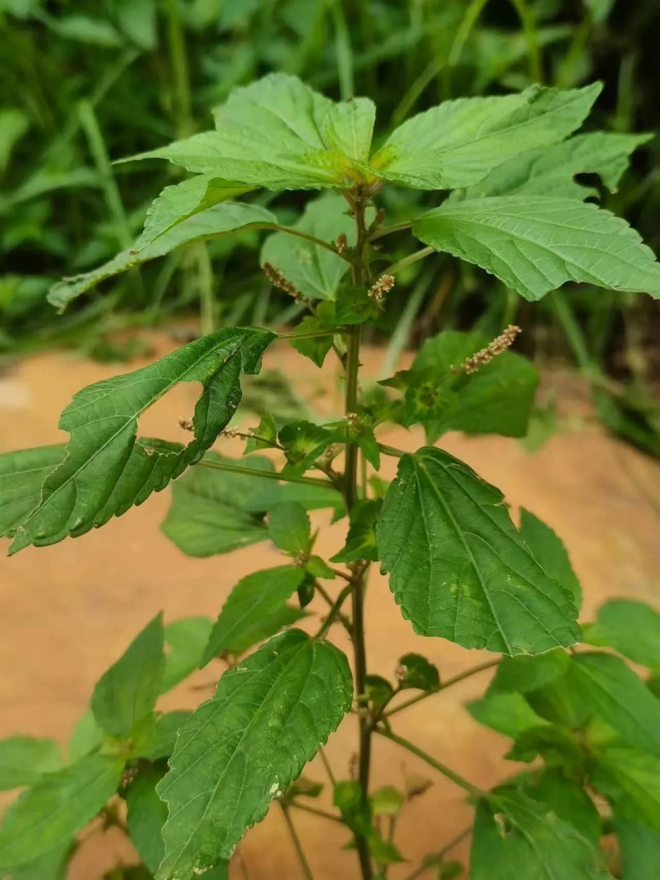 说不定能创造第二个诺贝尔奖出来中医董昌盛 上海头条 问谁知道这植物