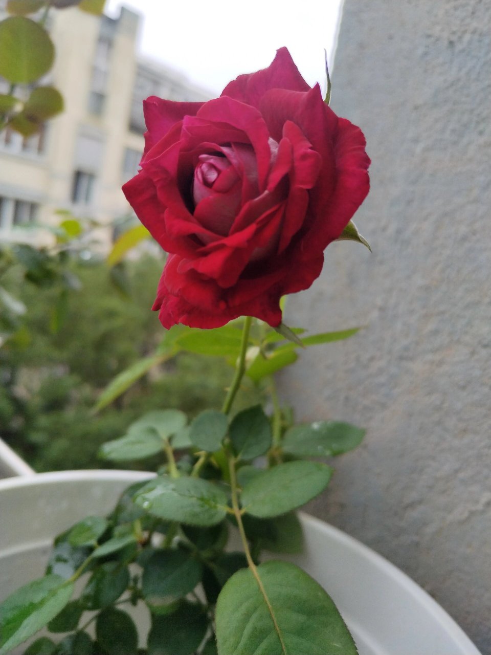 莫妮卡61贝鲁奇 | 月季 这是一款以意大利影星莫妮卡61贝鲁奇命名