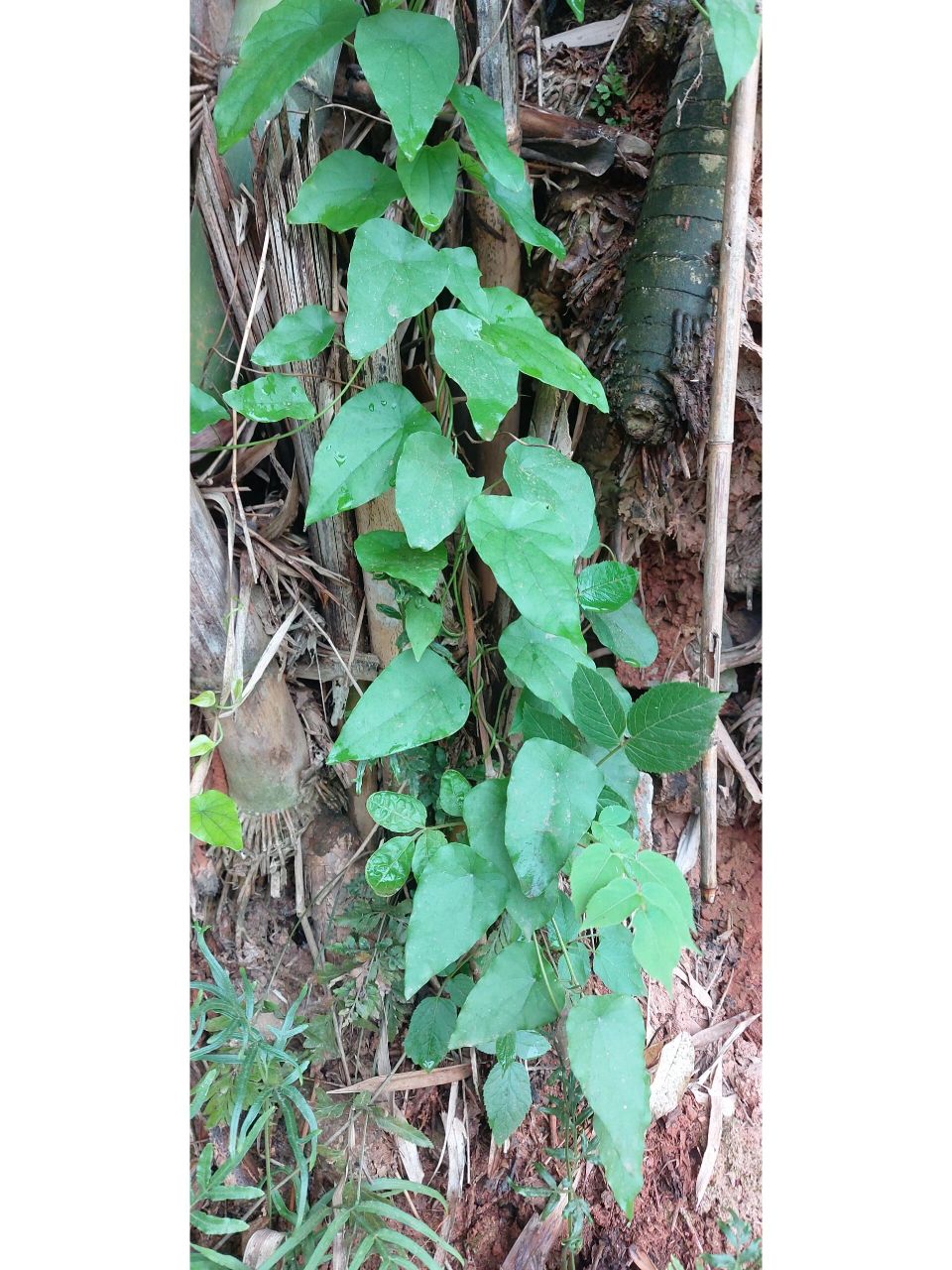 千金藤(36)本土原生中草药