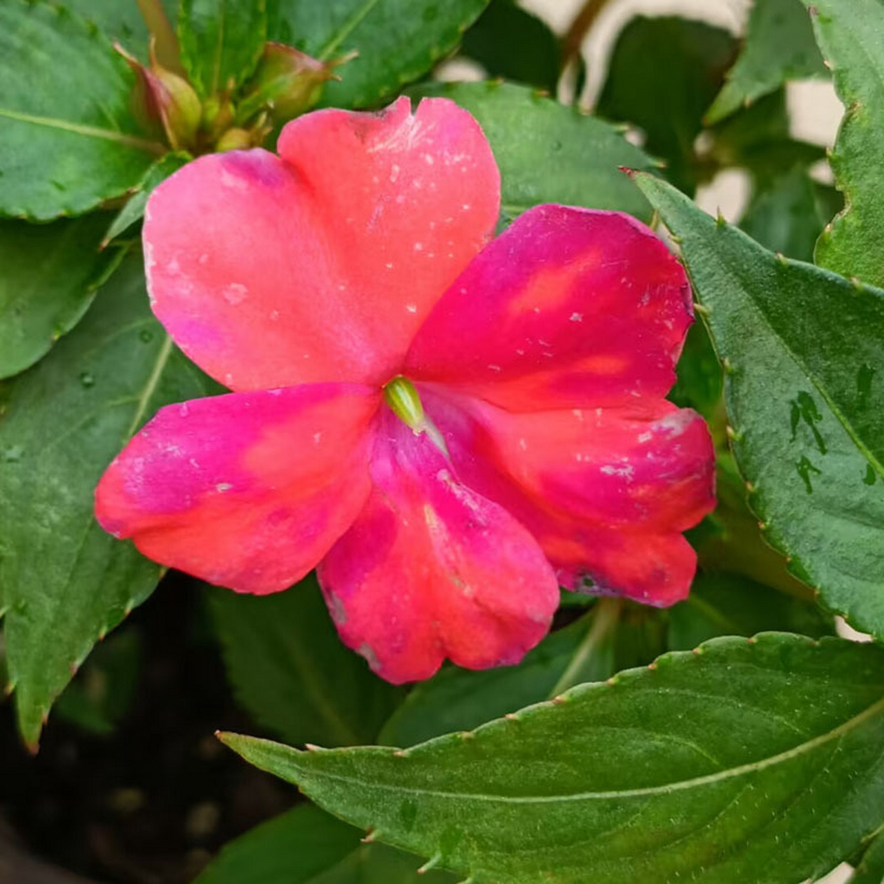 超级凤仙桑贝斯 超级凤仙,凤仙花科,凤仙花属,桑贝斯系列,属于多年生