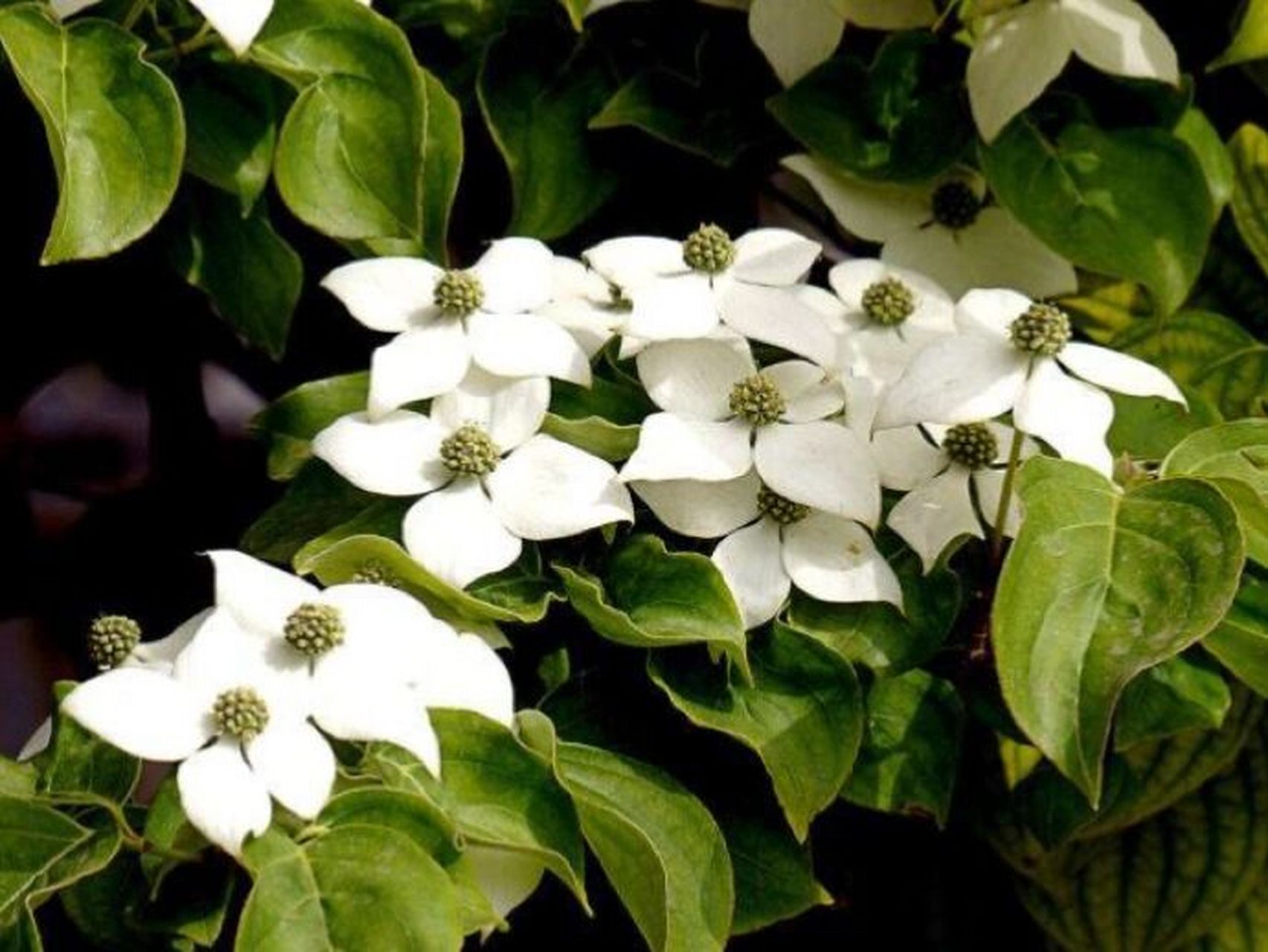 每日一花|四照花 四照花:别名石枣,羊梅,山荔枝.