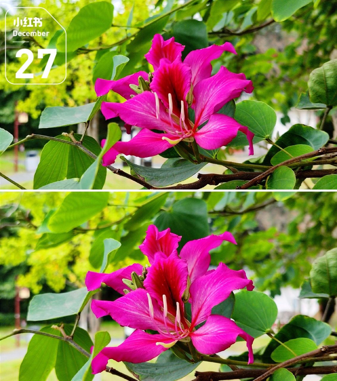 每天认识一种植物 --紫荆 紫荆花,中药名.