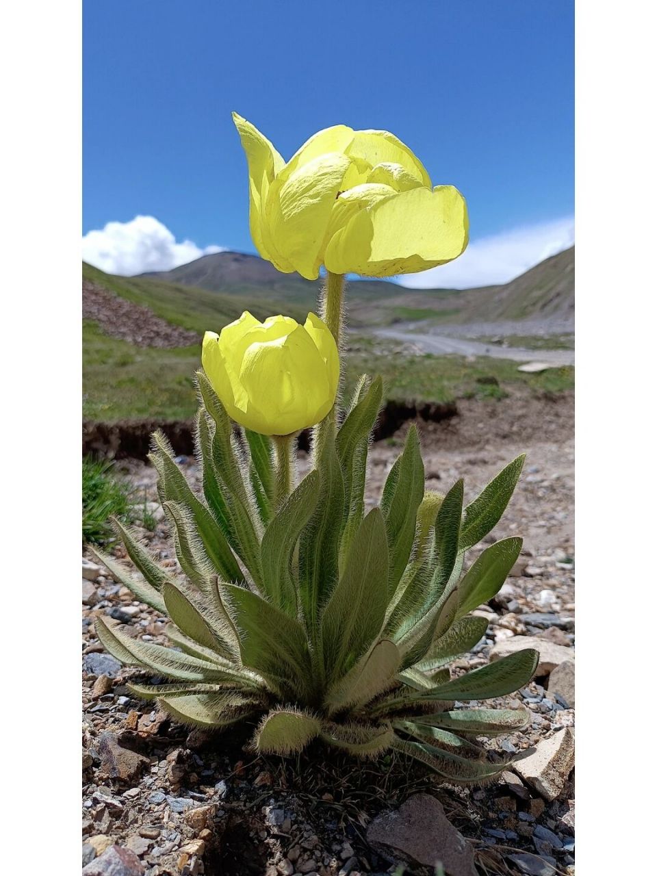 花朵|销魂黄|绿绒蒿 邂逅生长在海拔3600米以上的一些萌物黄花绿绒蒿