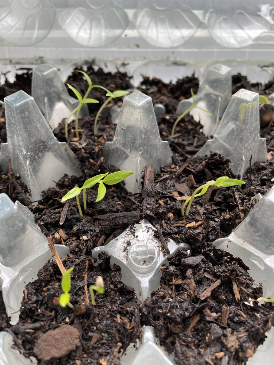 我的茼蒿发芽了97 图一:03/03 播种的茼蒿,才第3天就发芽了97!