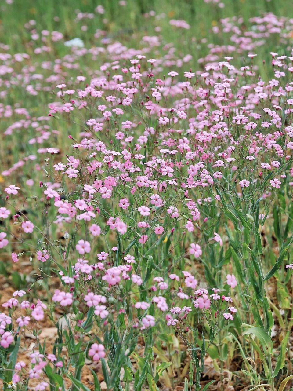 金创圣药,通乳佳品——王不留行  王不留行别名王不留,麦蓝菜.