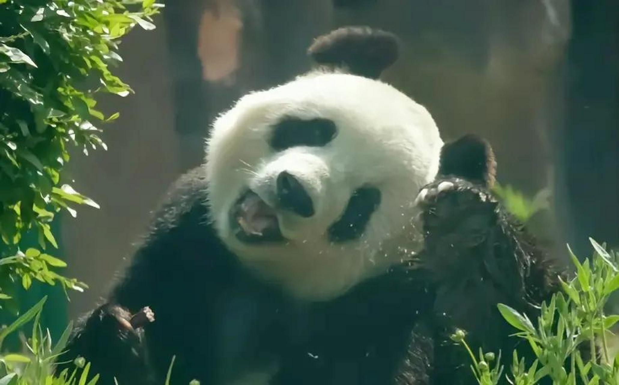 飞云和缘小打架谁会赢?