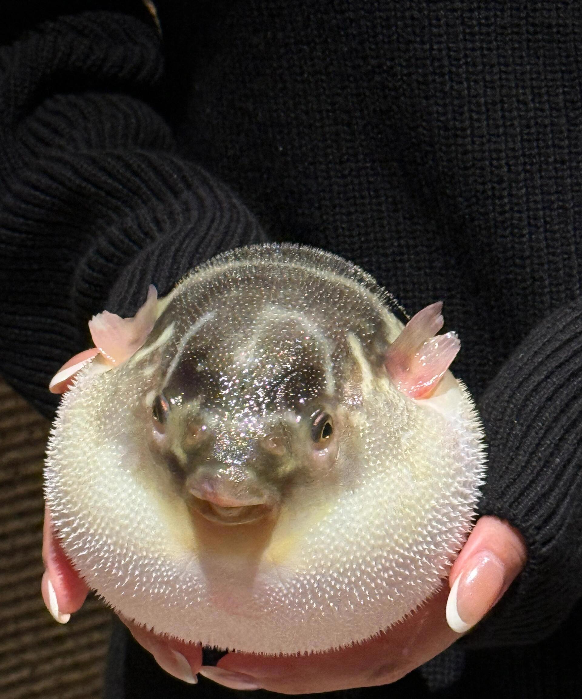 北京…朋友非说这个能吃 反正给摸了,最后吃了红烧