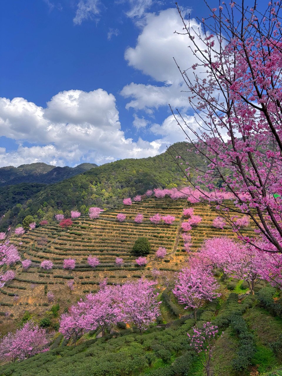 梅州明山嶂樱花图片