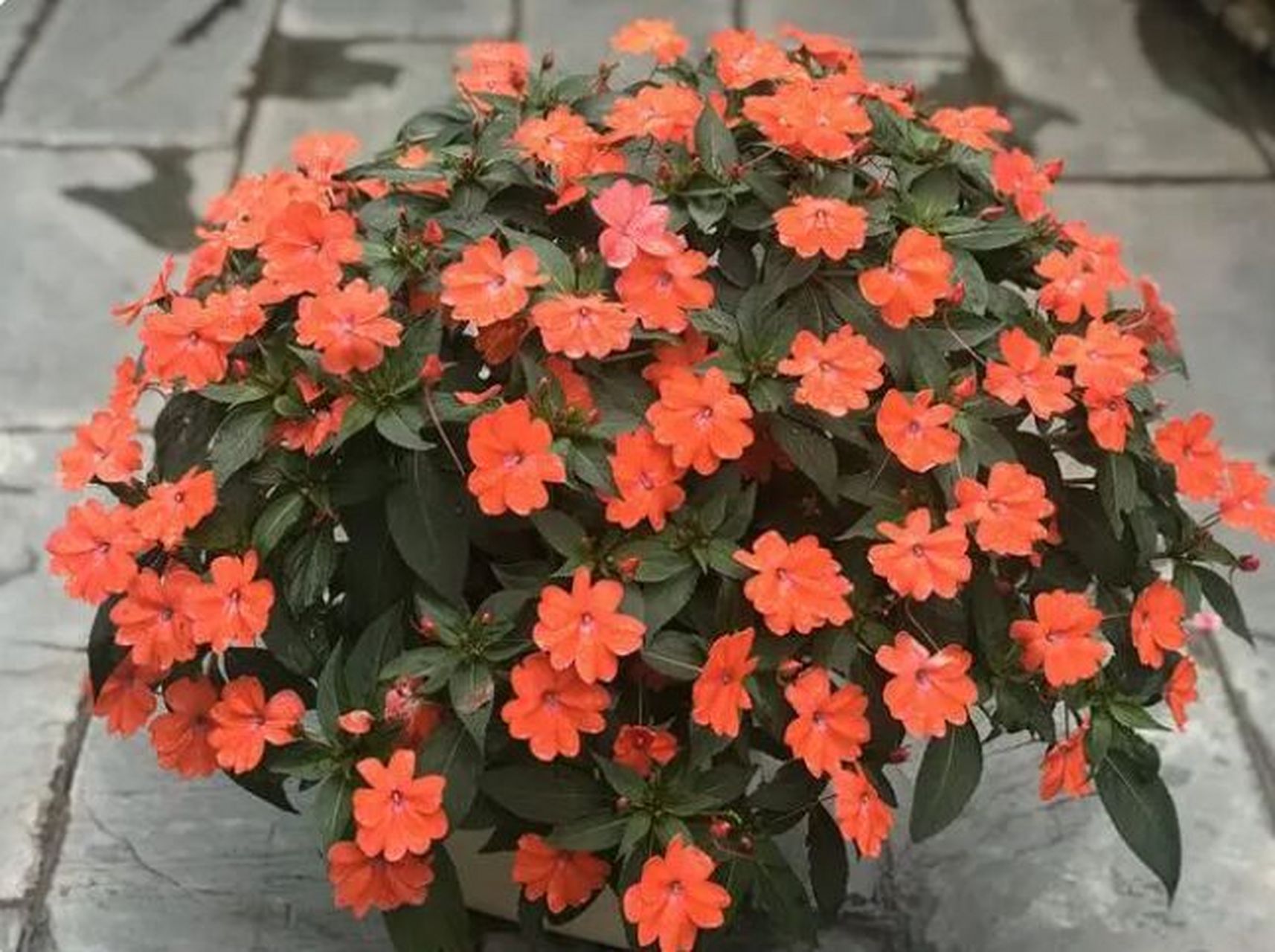 阳台盆栽新宠——"桑蓓斯"凤仙花 超级凤仙桑蓓斯,有别于传统风仙的