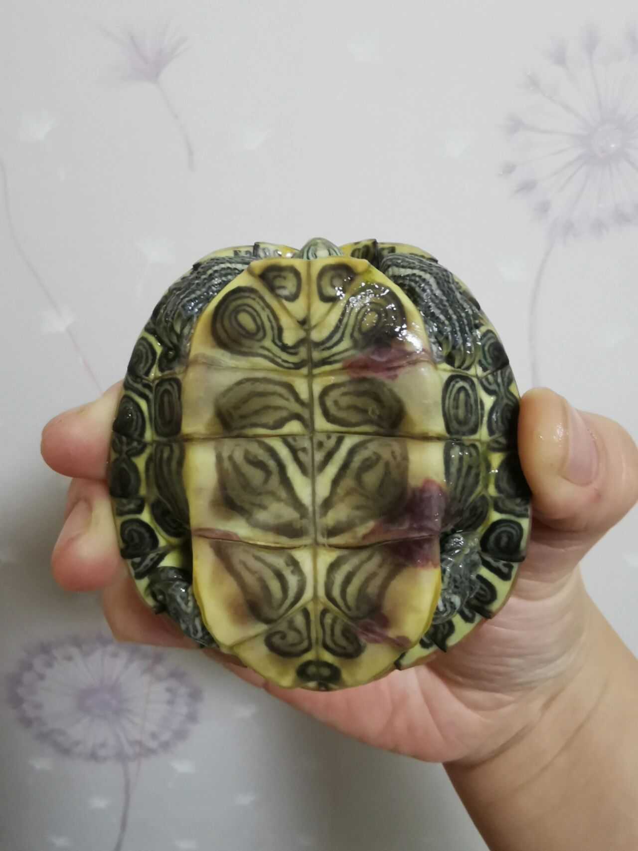 麻烦问一下,乌龟壳底发红是什么症状?